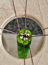 Two-Toned Green Orchid Lei Necklace - 22"